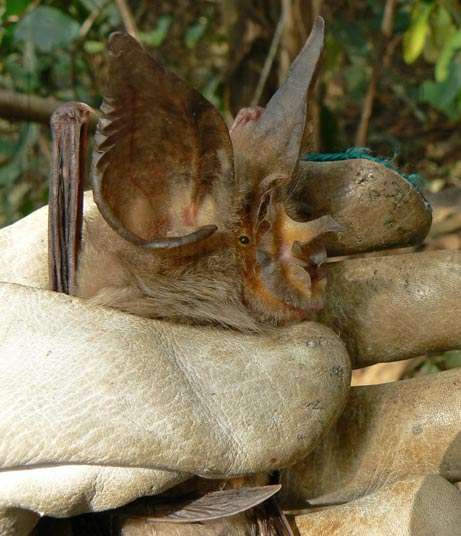 Cape Horseshoe Bat